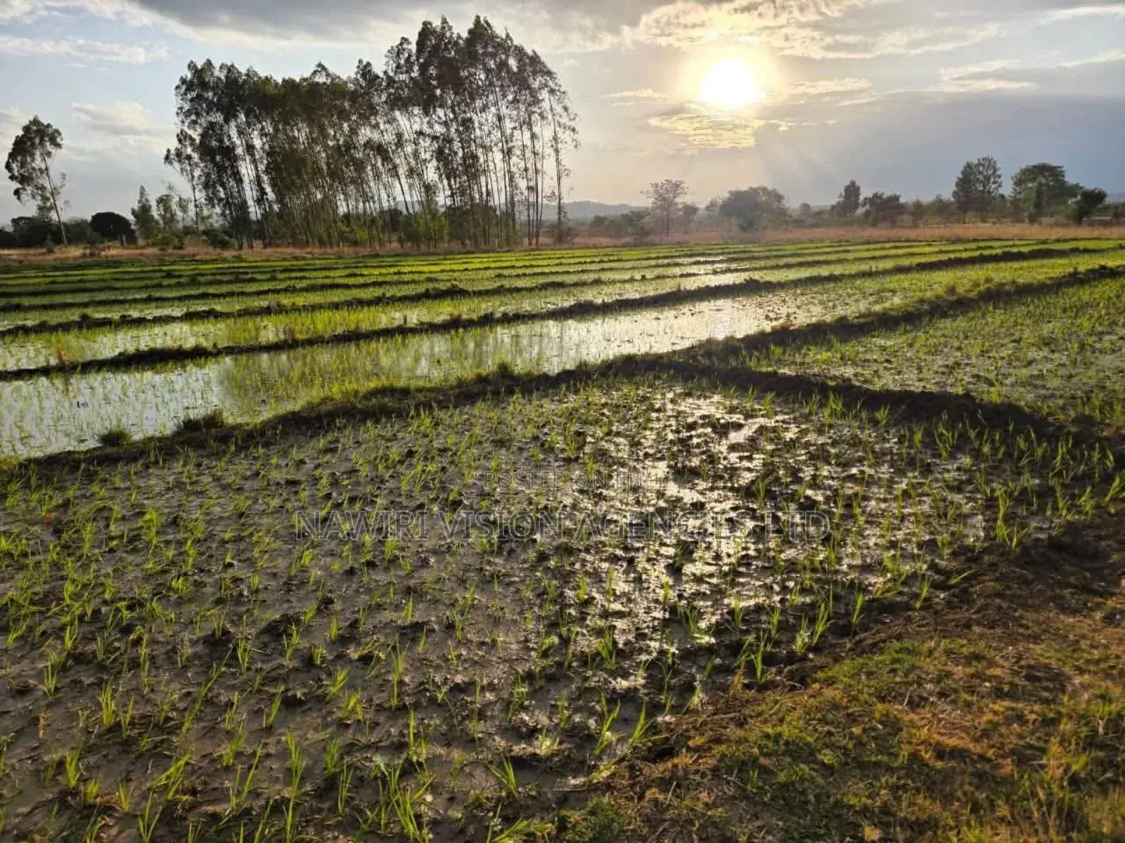Land for Sale 6 Acres Muranga in Township G
