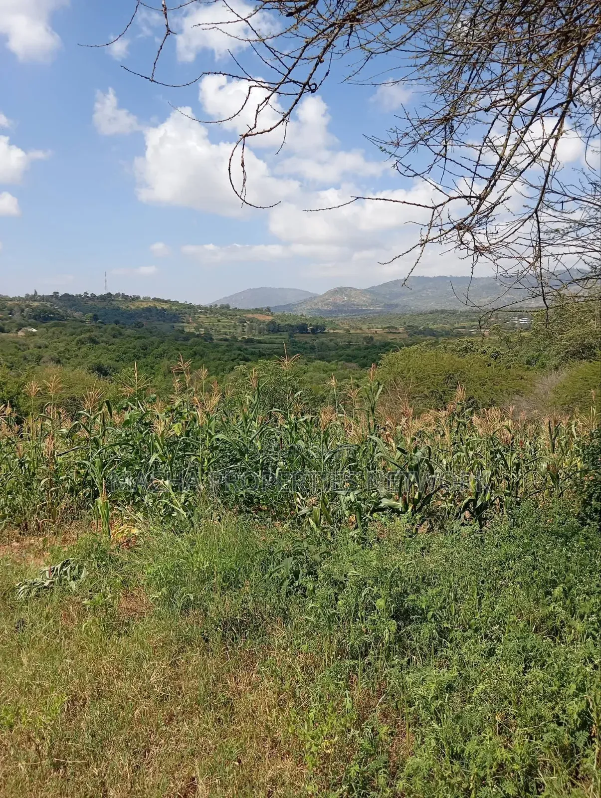 Kaani-MKS 11 Acres for Sale -Best for Farming. in Malili