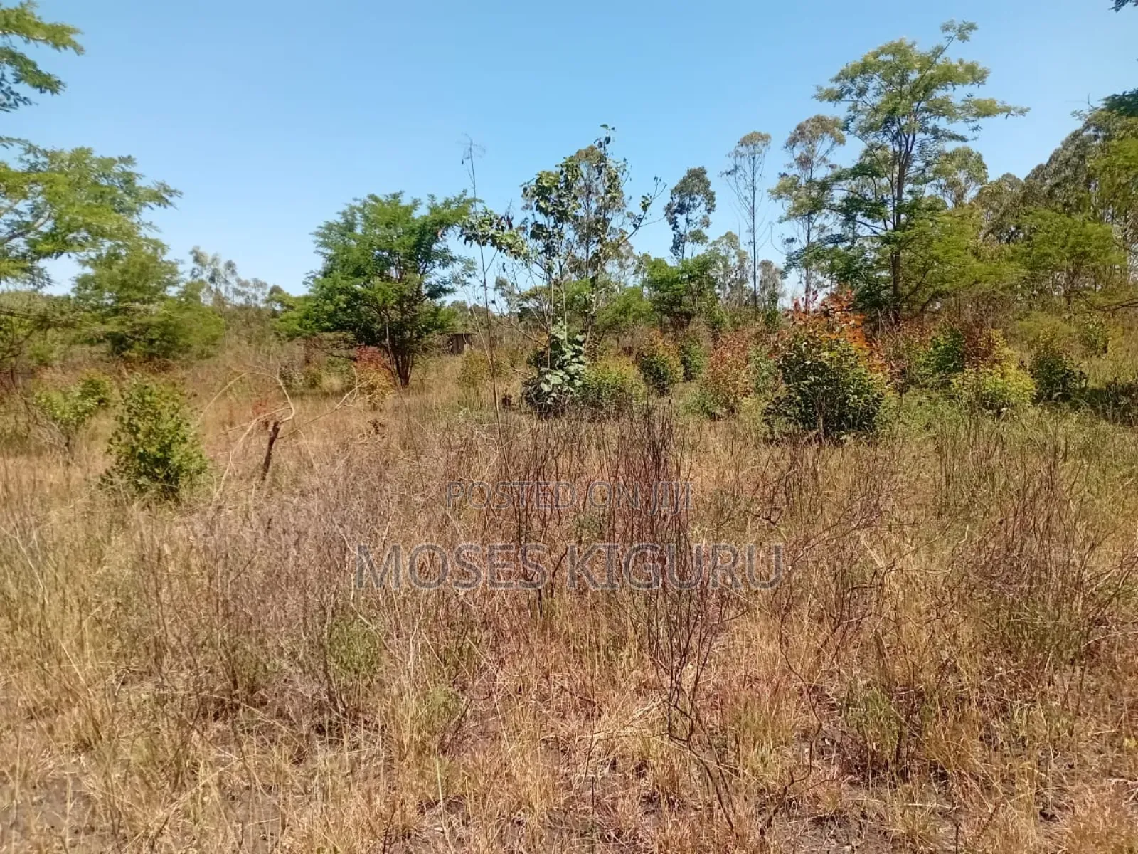 Makuyu 50x100 Plos for Sale. in Makuyu