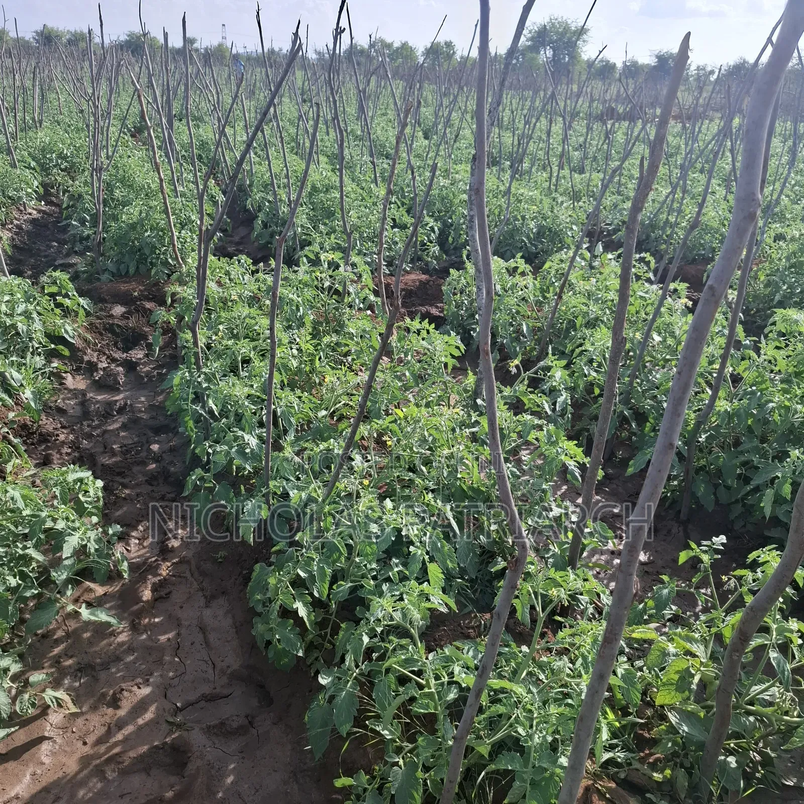 40 Acre Farm at Kiboko Mombasa Road Acre in Makindu