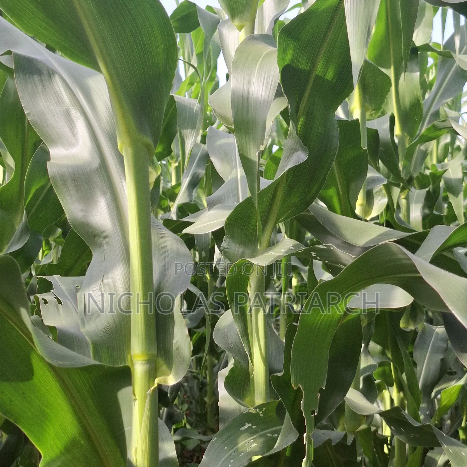 40 Acre Farm at Kiboko Mombasa Road Acre in Makindu