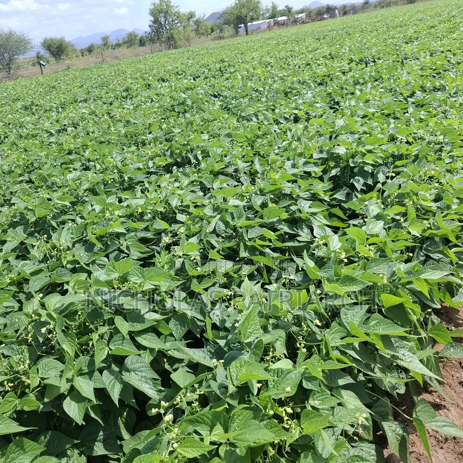 40 Acre Farm at Kiboko Mombasa Road Acre in Makindu