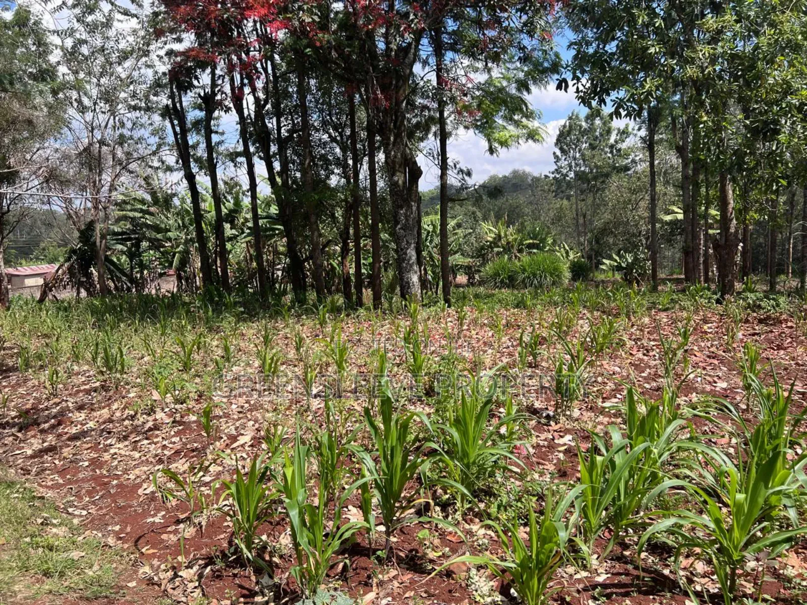 Land for Sale in Karen