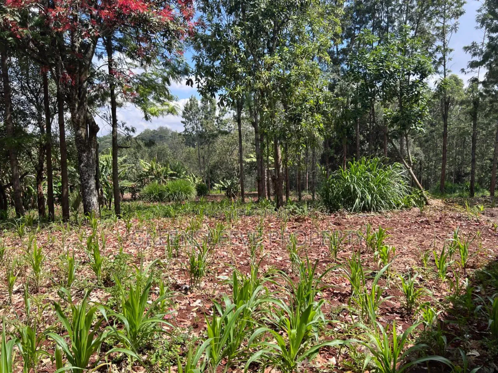 Land for Sale in Karen