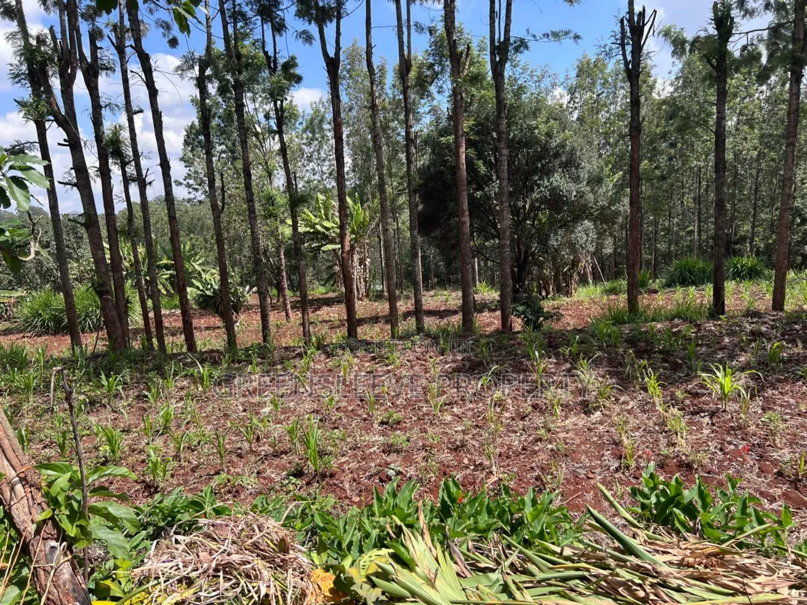 Land for Sale in Karen