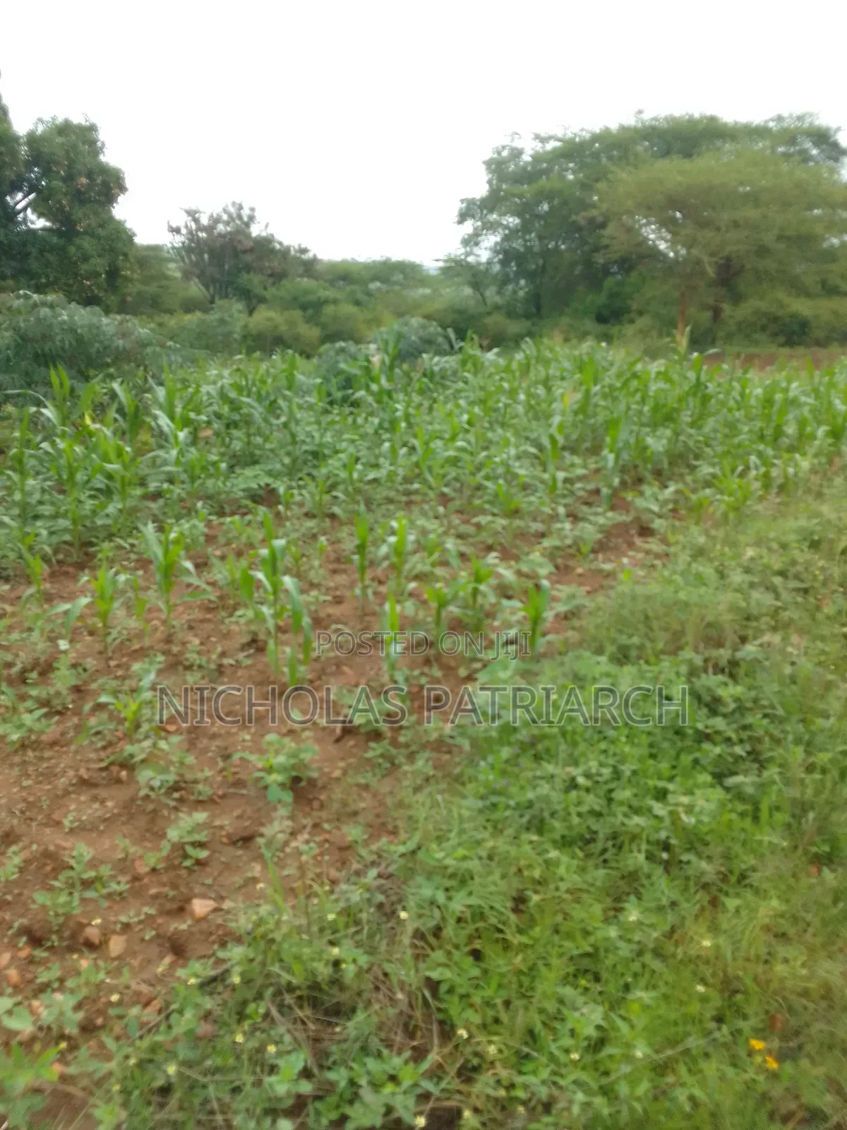 3 Acres Masii -Machakoscountyselling at Per Acre in Masii
