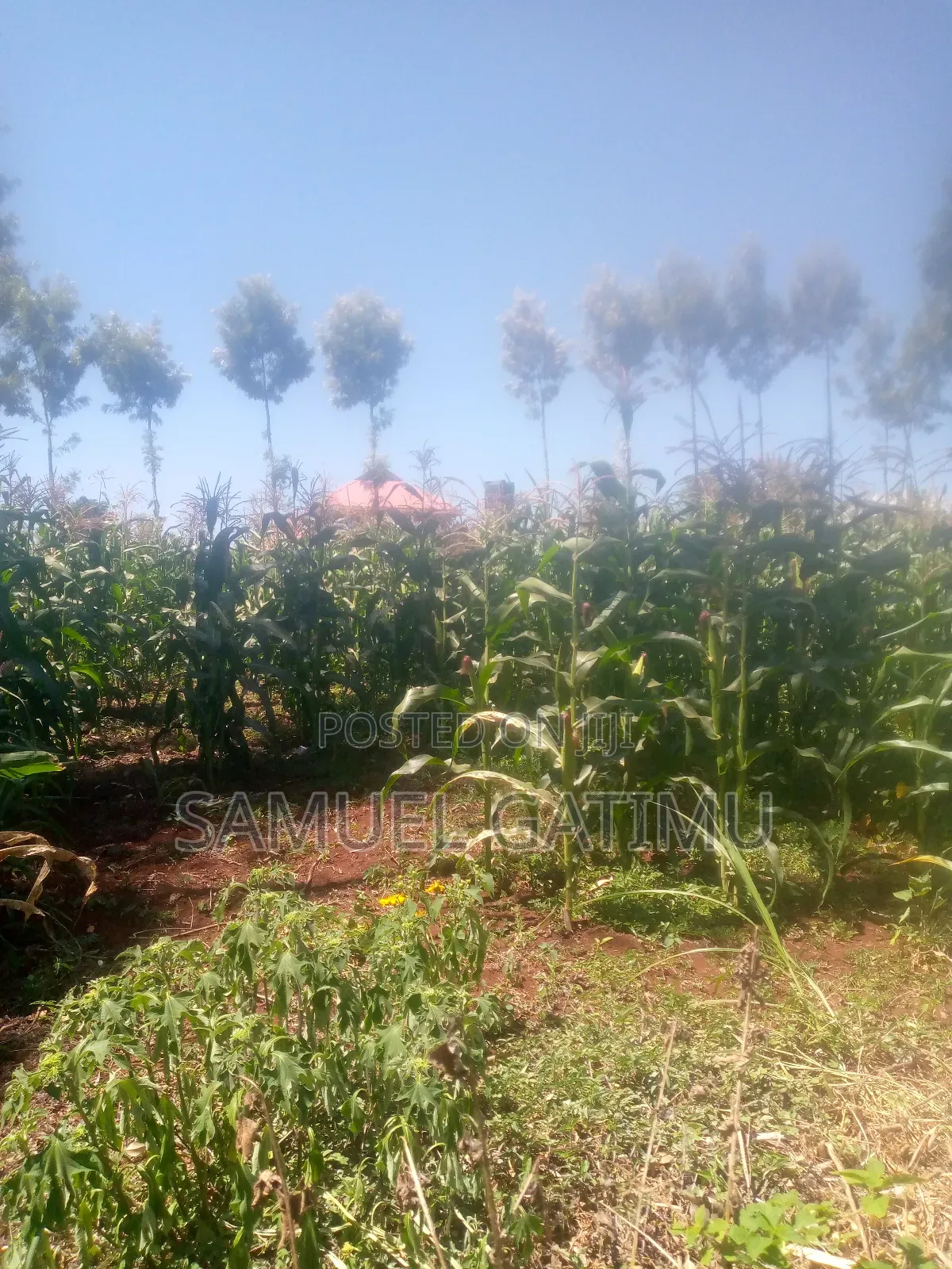Plot for Sale in Turitu