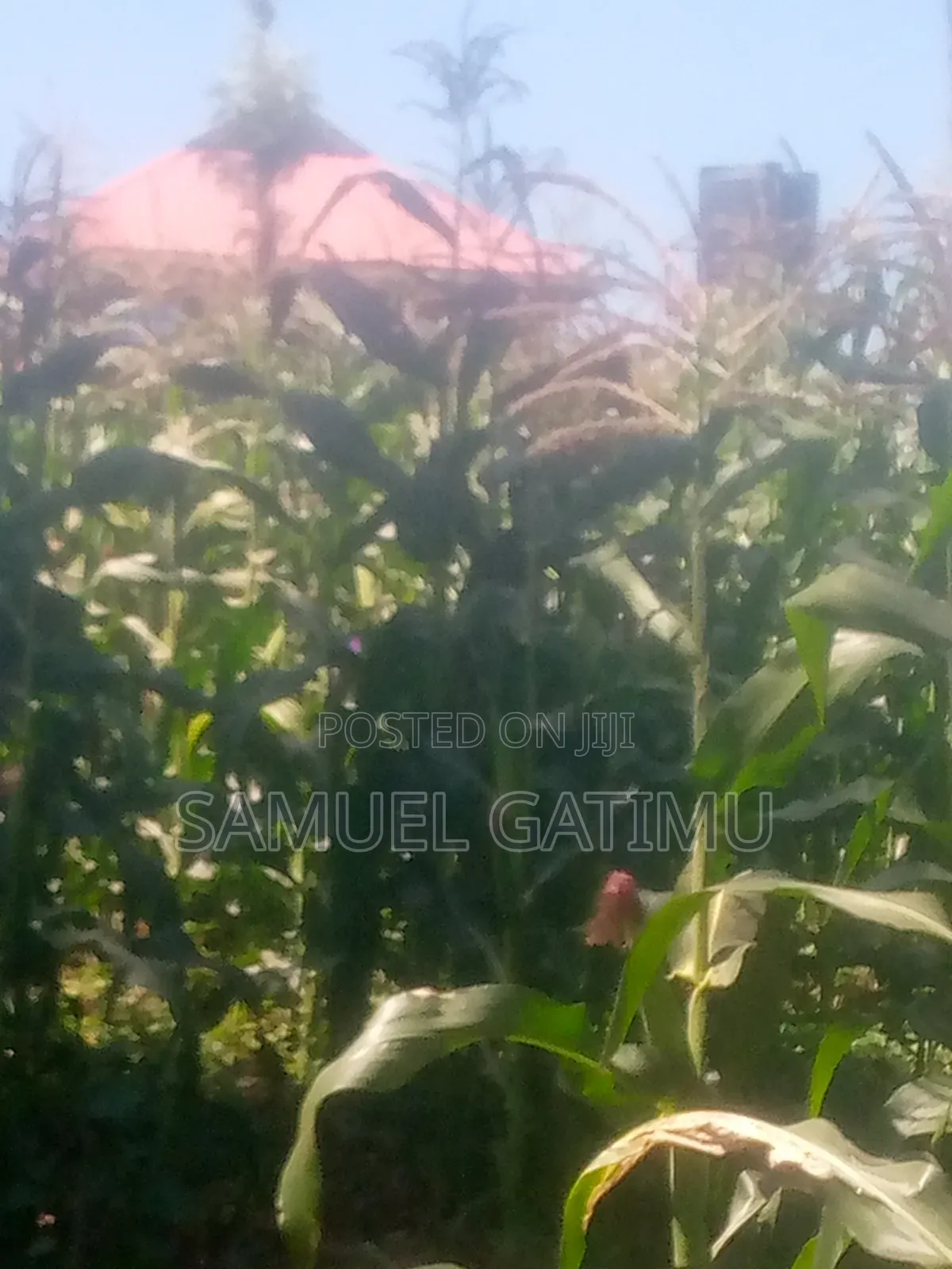 Plot for Sale in Turitu