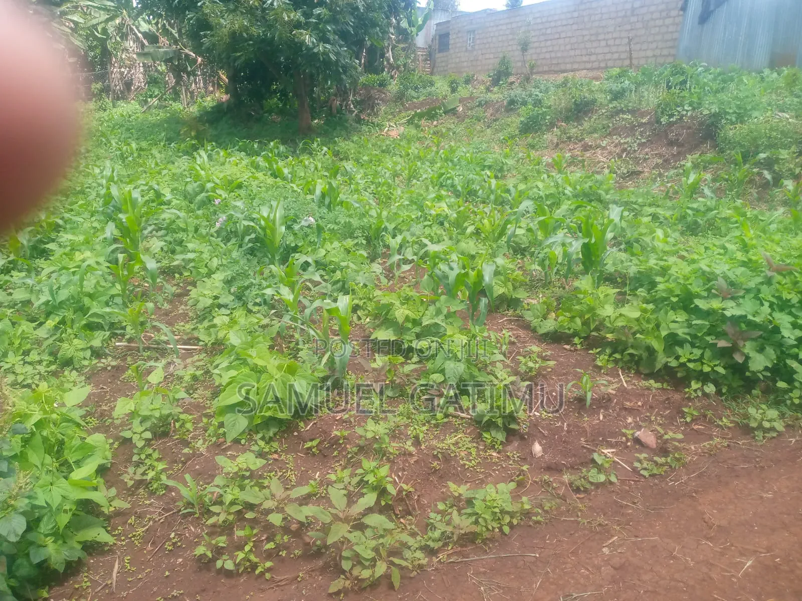 Quick Plot for Sale in Banana