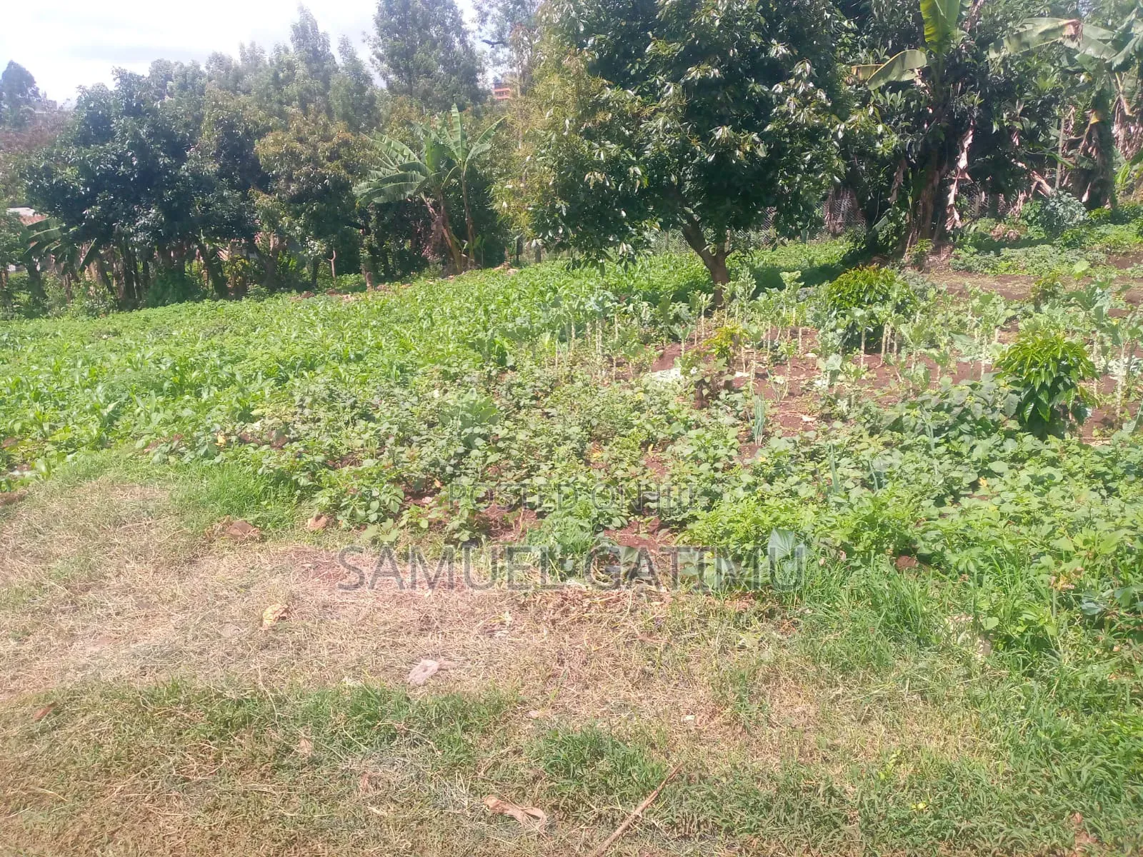Quick Plot for Sale in Banana