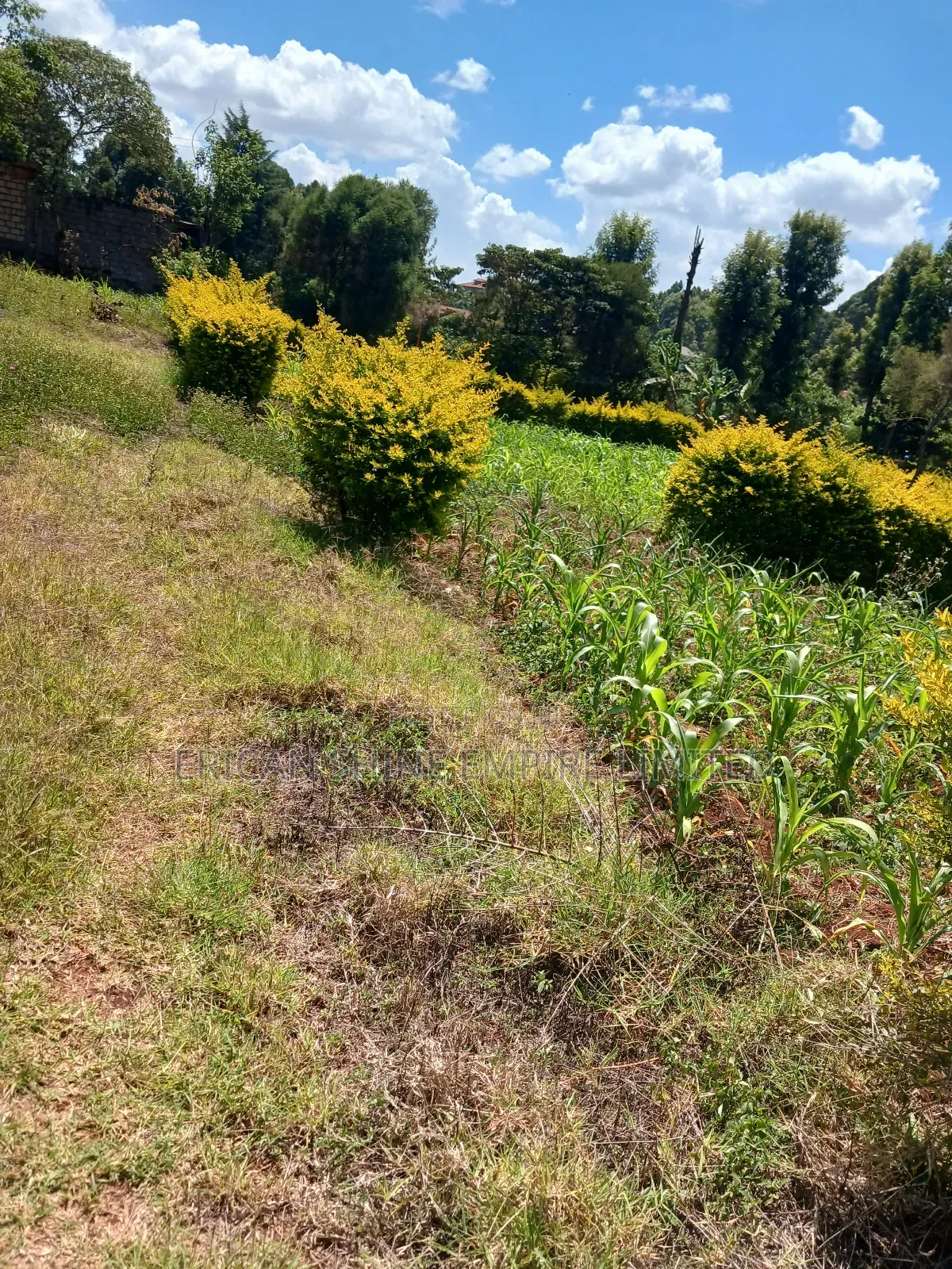 Property for Sale in Muthiga Wambaa Road in Muthaiga