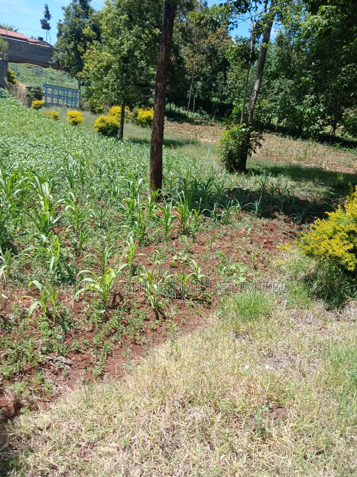 Property for Sale in Muthiga Wambaa Road in Muthaiga