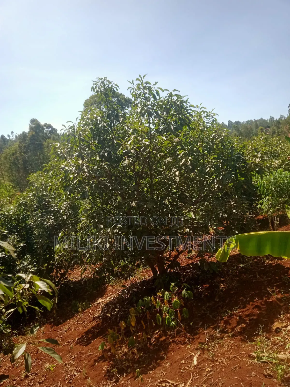 1 Acre on Sale at Kabati-Kagunduini in Kagundu-Ini