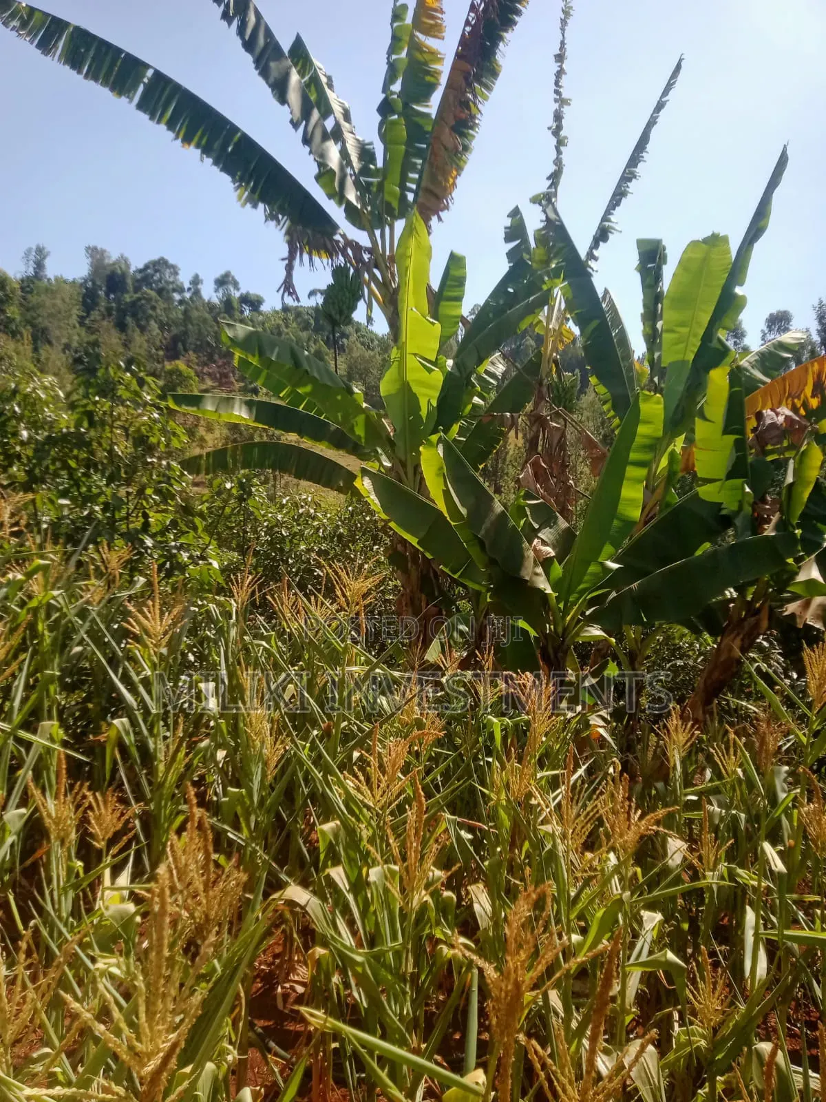 1 Acre on Sale at Kabati-Kagunduini in Kagundu-Ini
