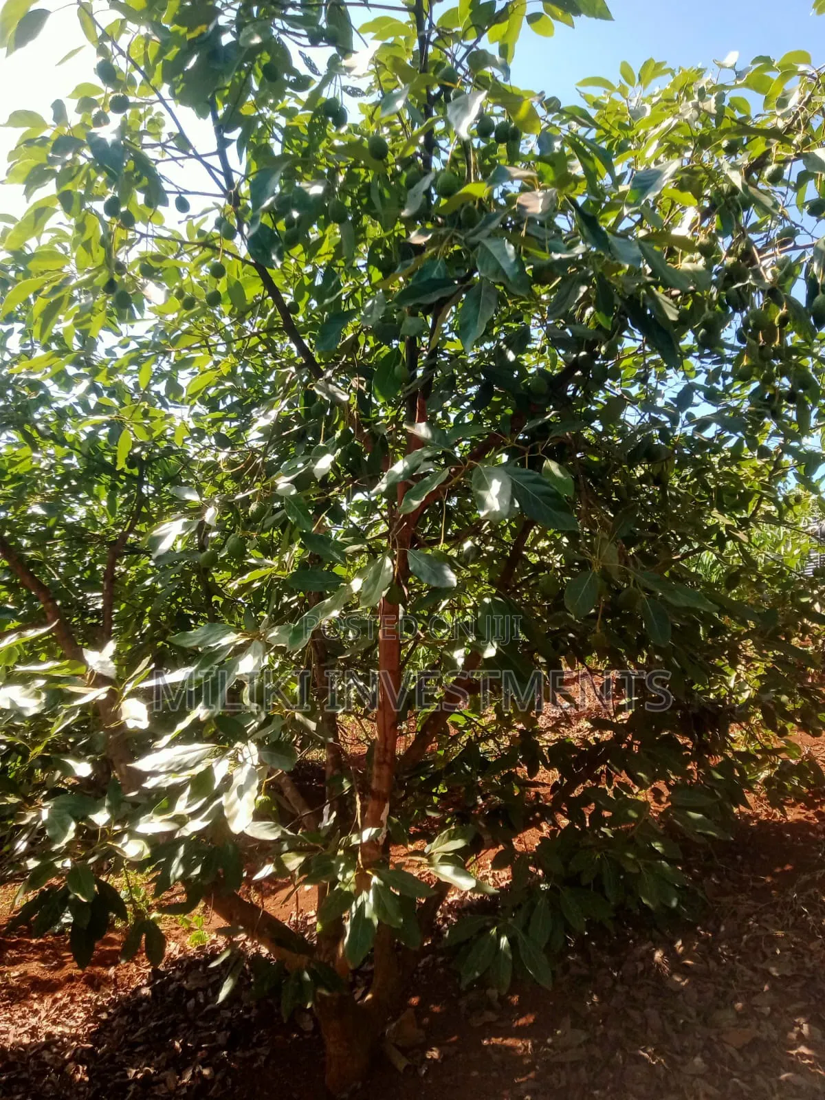 1 Acre on Sale at Kabati-Kagunduini in Kagundu-Ini