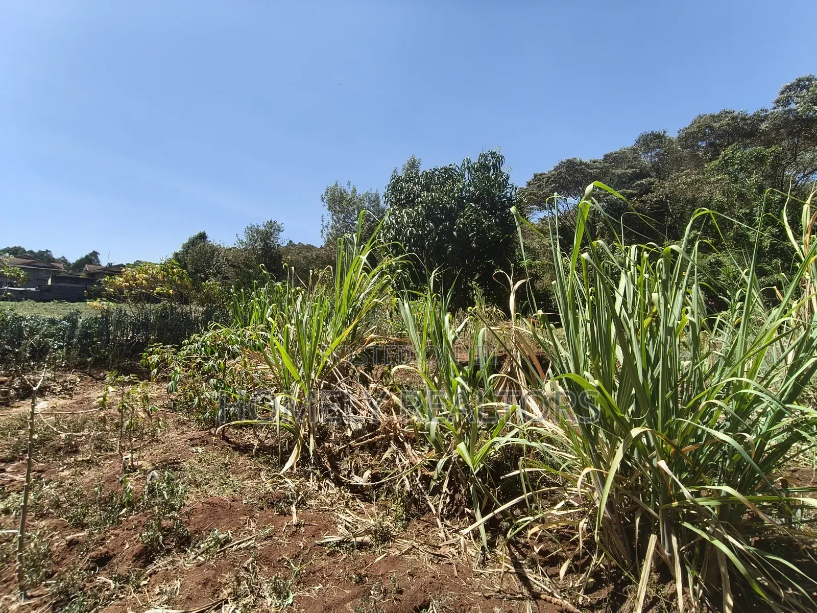 Residential Half Acre Piece of Land for Sale in Kerarapon Drive in Kerarapon