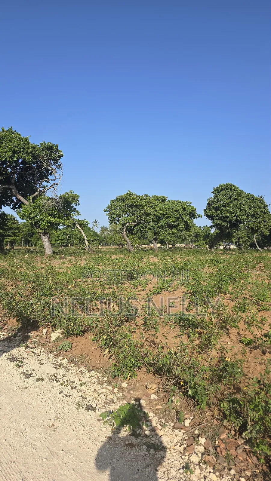 3.5acres for Sale Kituoni Kilifi Before Tezo Town in Kilifi South
