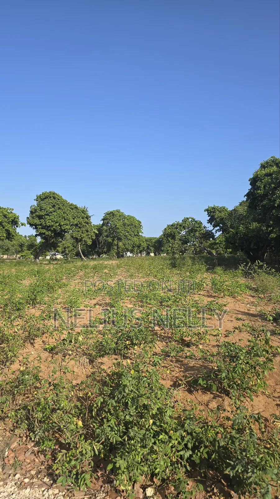 3.5acres for Sale Kituoni Kilifi Before Tezo Town in Kilifi South