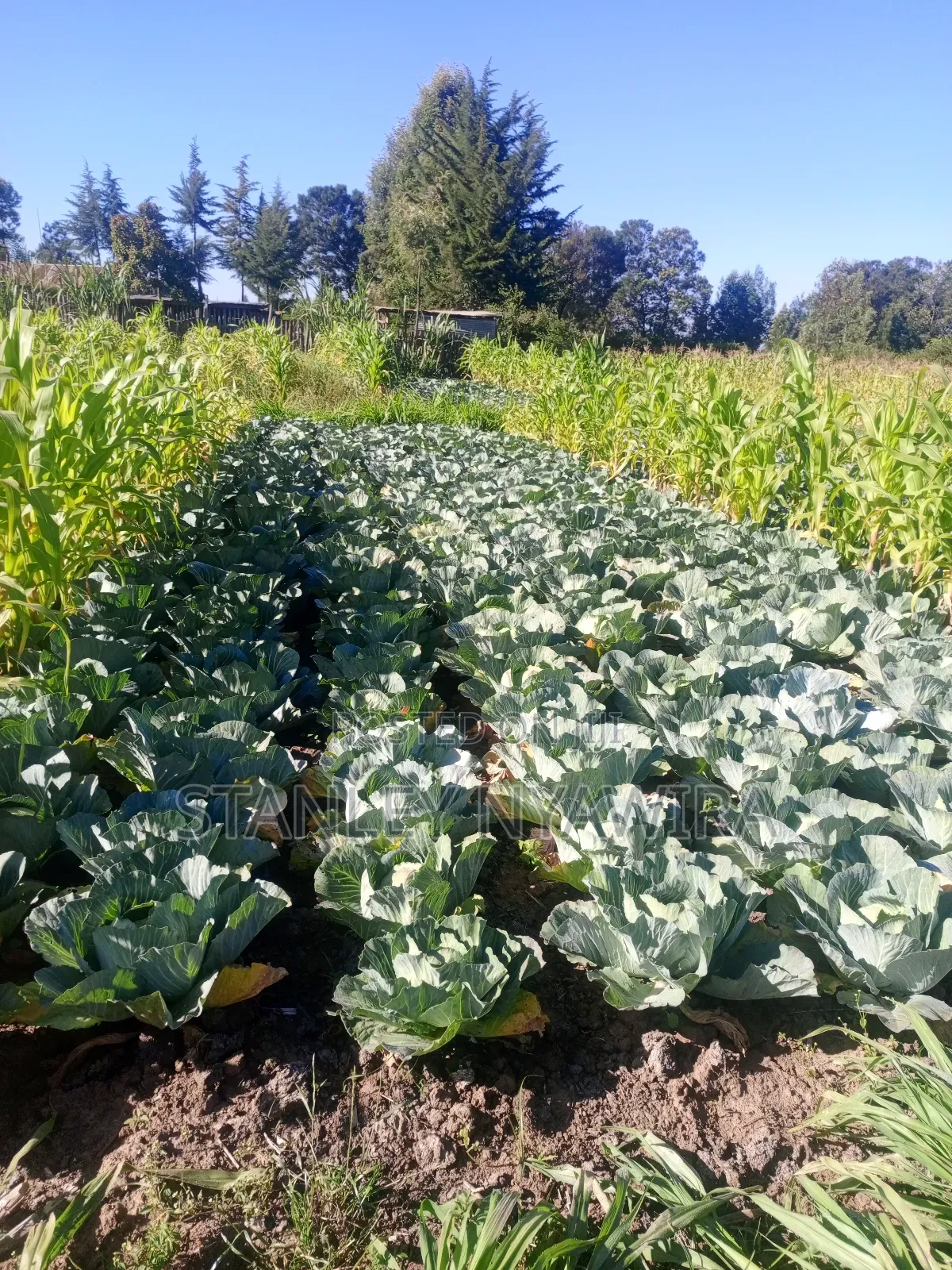 One and Quarter Land for Sale Nanyuki CBD in Laikipia East