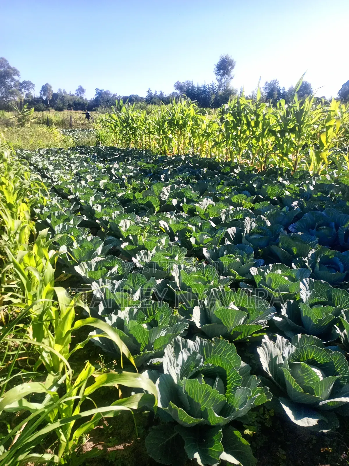 One and Quarter Land for Sale Nanyuki CBD in Laikipia East