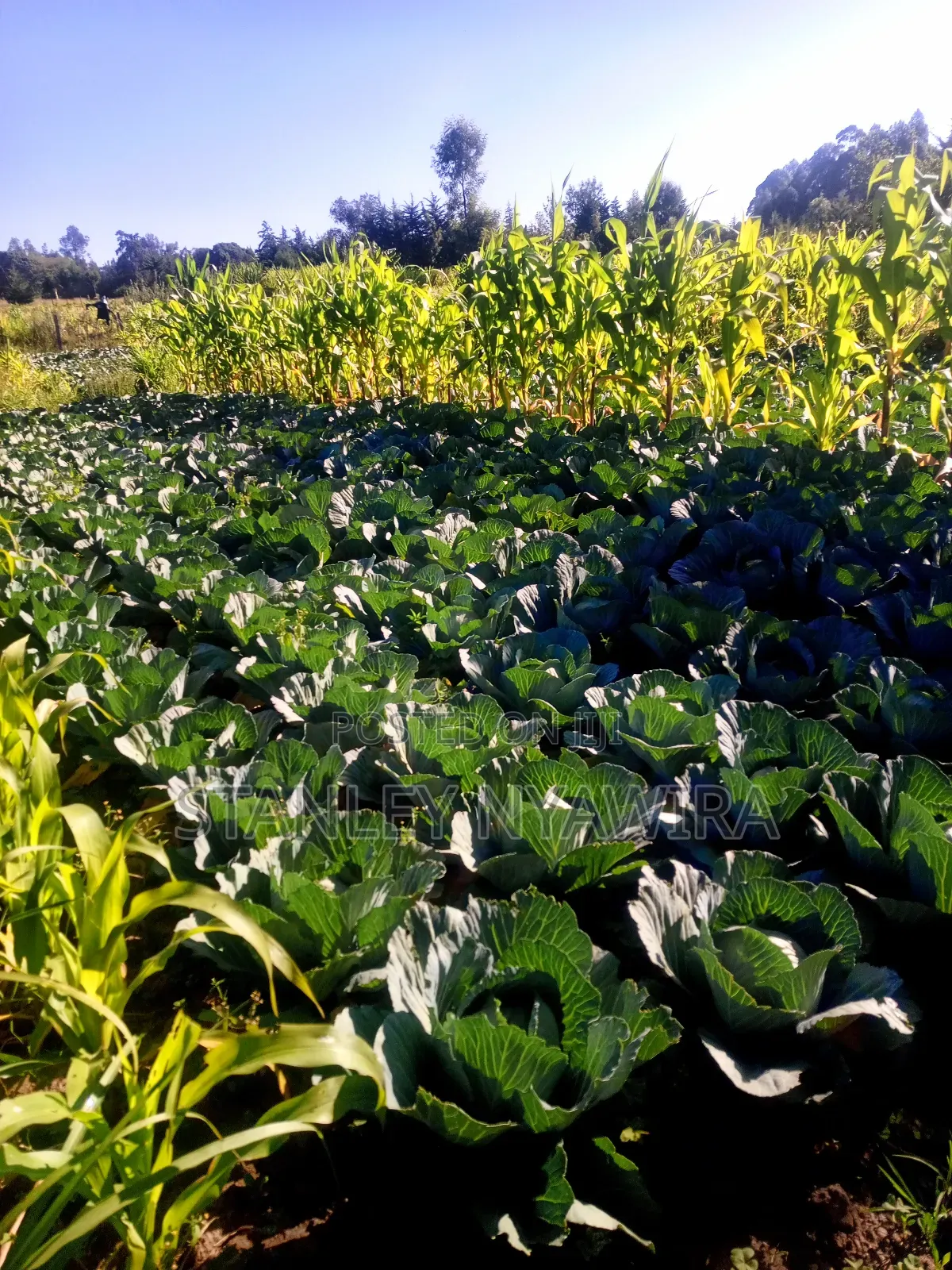One and Quarter Land for Sale Nanyuki CBD in Laikipia East