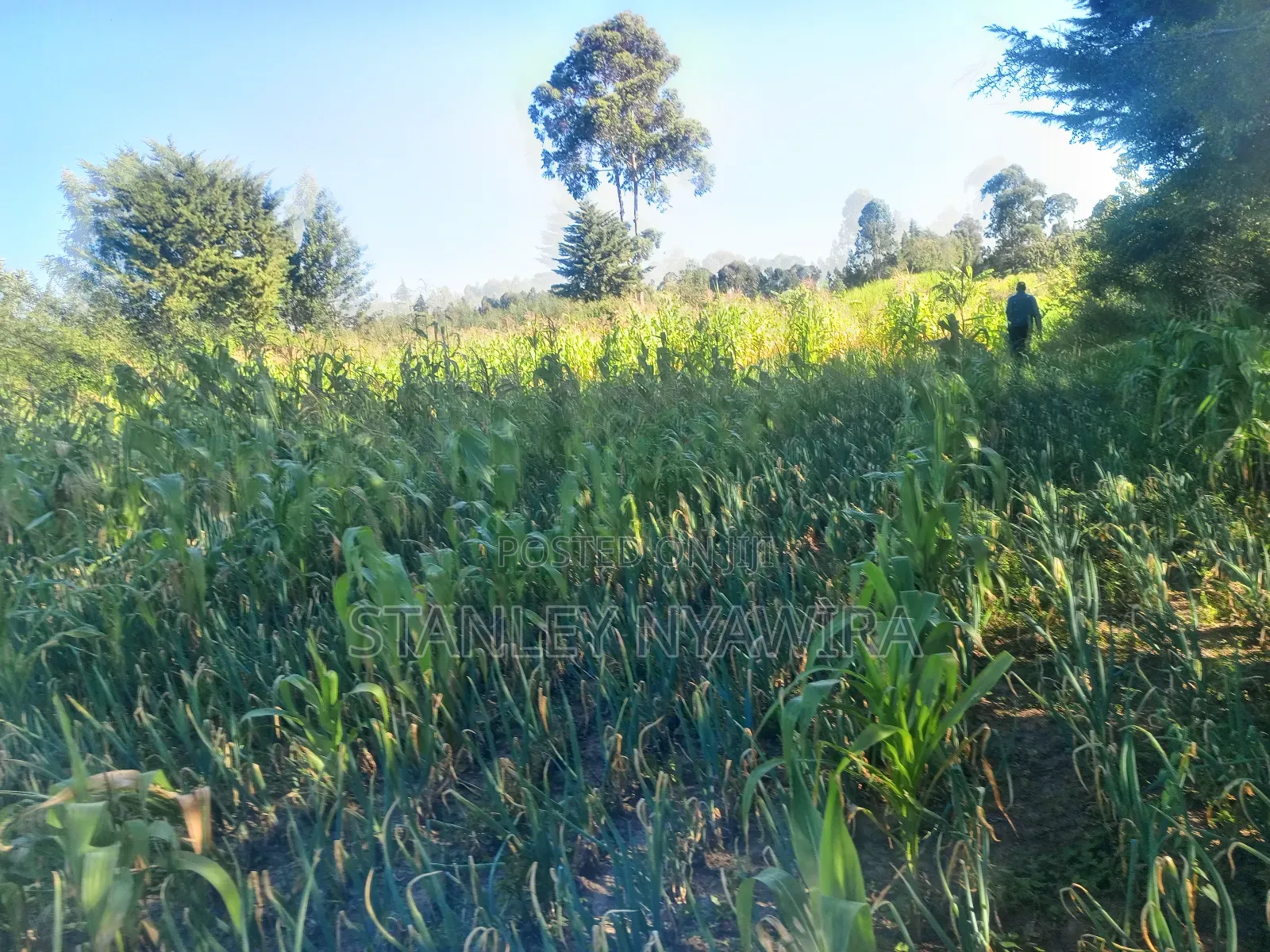 One and Quarter Land for Sale Nanyuki CBD in Laikipia East