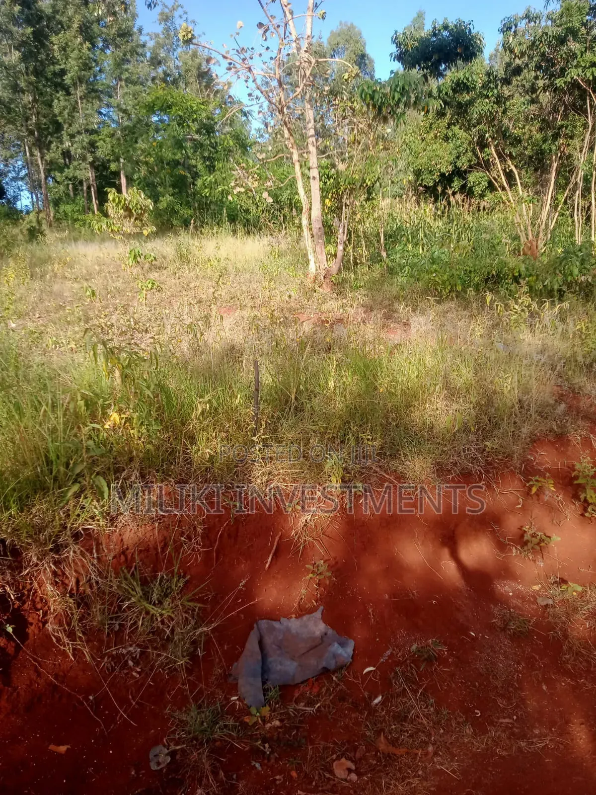 50 by 100 Plot on Sale at Maragi in Mbiri
