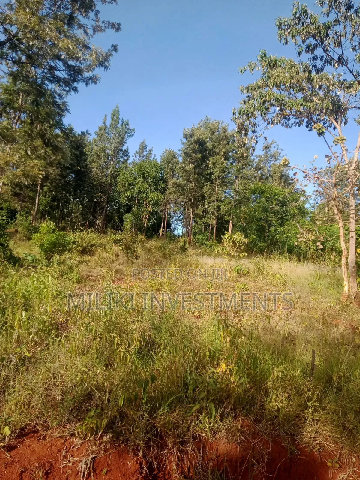 50 by 100 Plot on Sale at Maragi in Mbiri