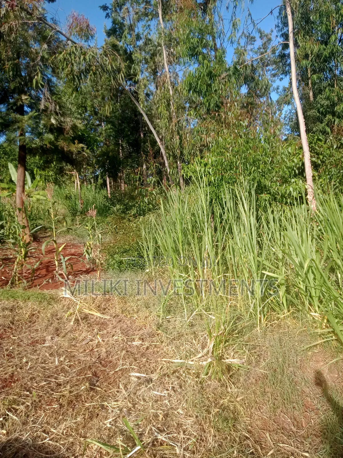 50 by 100 Plot on Sale at Maragi in Mbiri