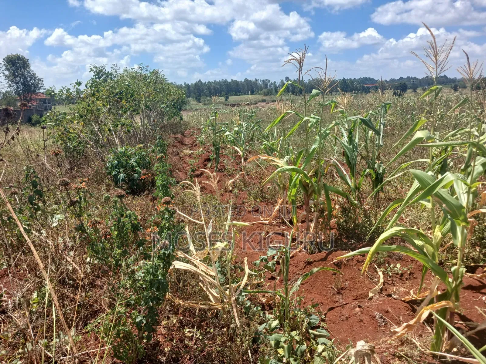 Thika 1/4 Residential Plots. in Thika