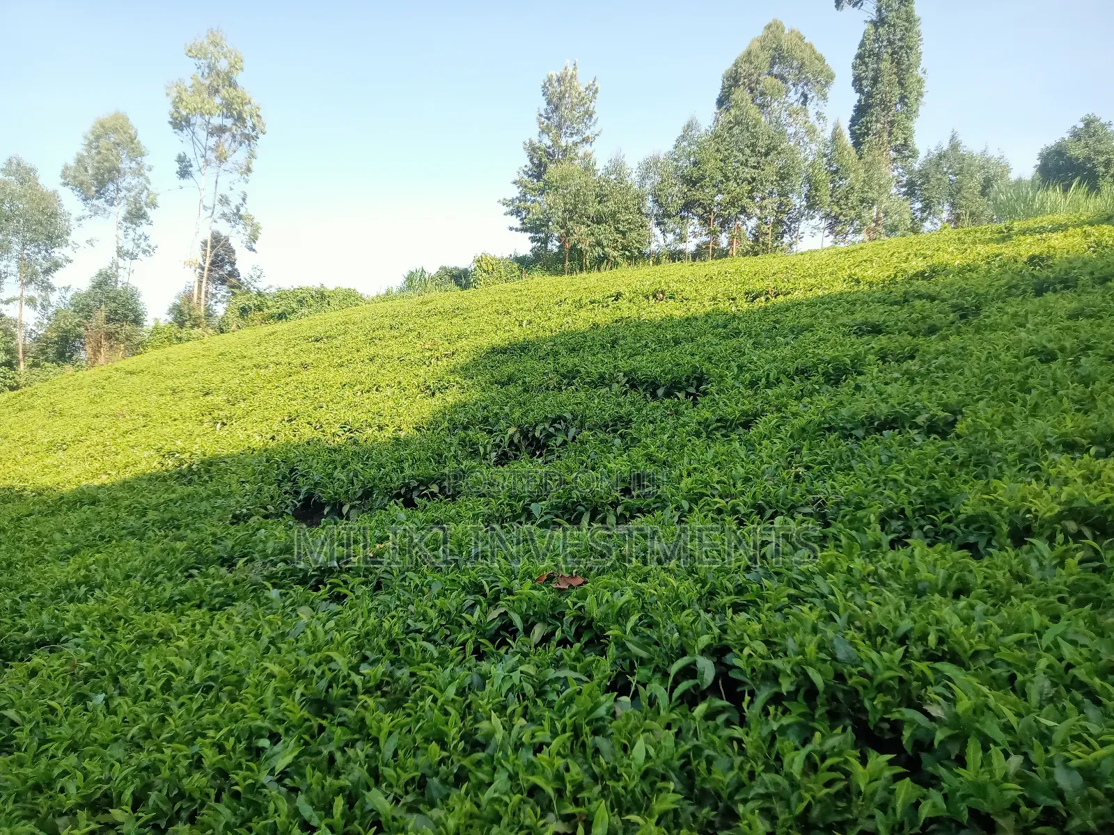 4.5 Acres Of Land On Sale At Karinga- Kangari in Kangari