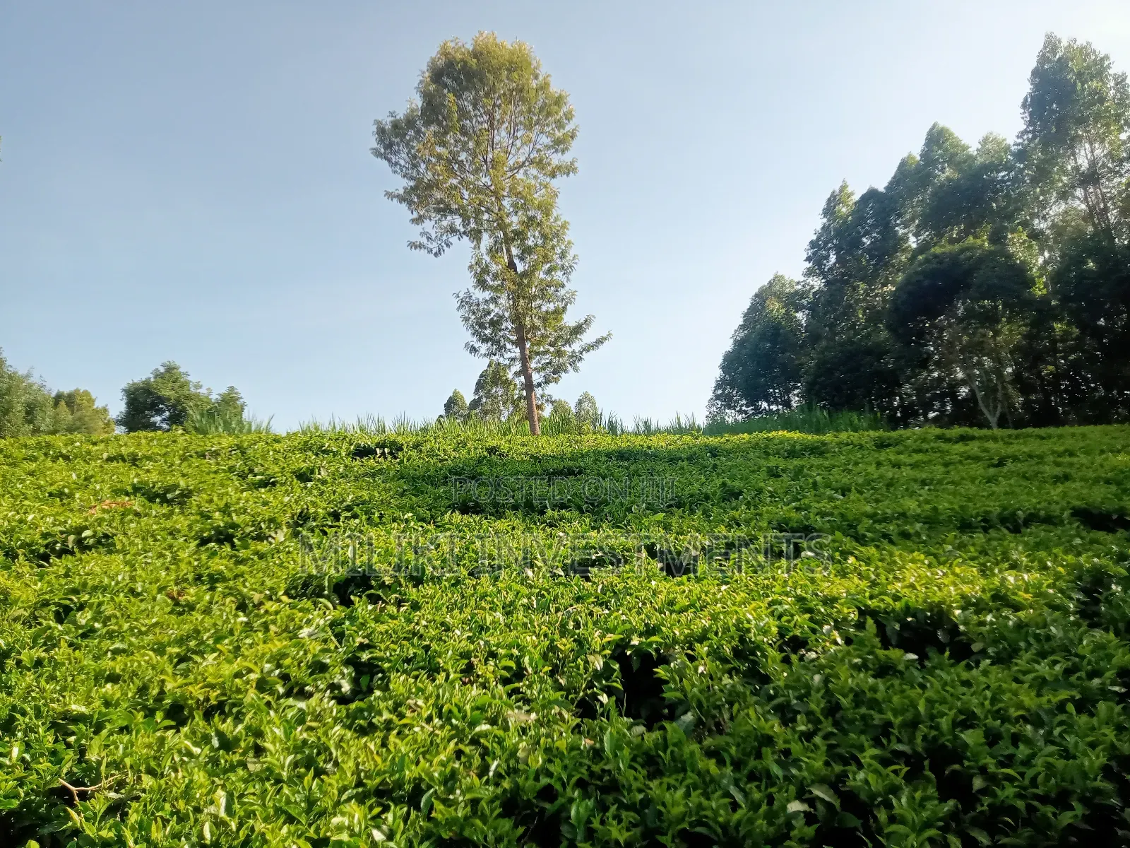 4.5 Acres Of Land On Sale At Karinga- Kangari in Kangari