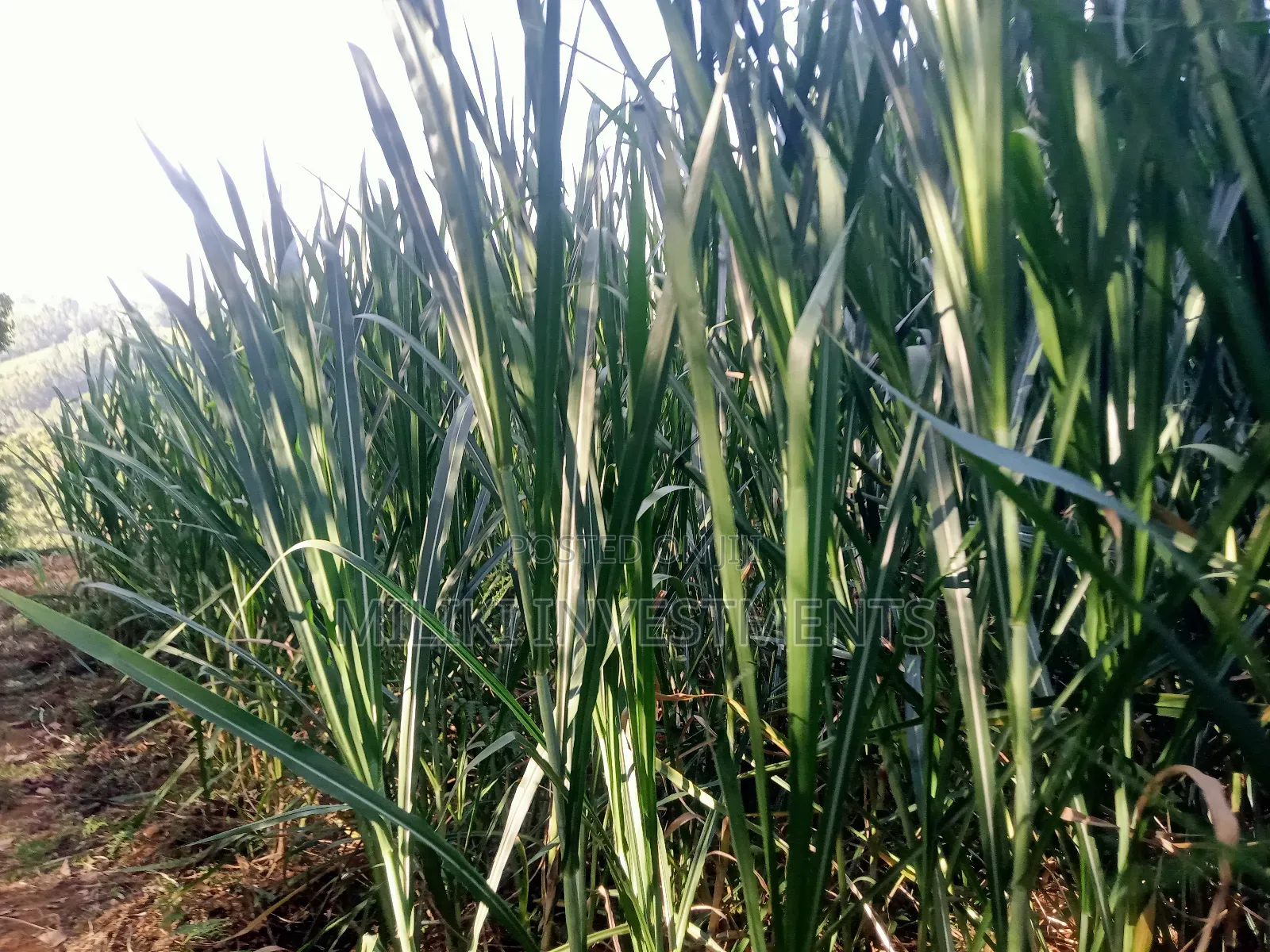 4.5 Acres Of Land On Sale At Karinga- Kangari in Kangari
