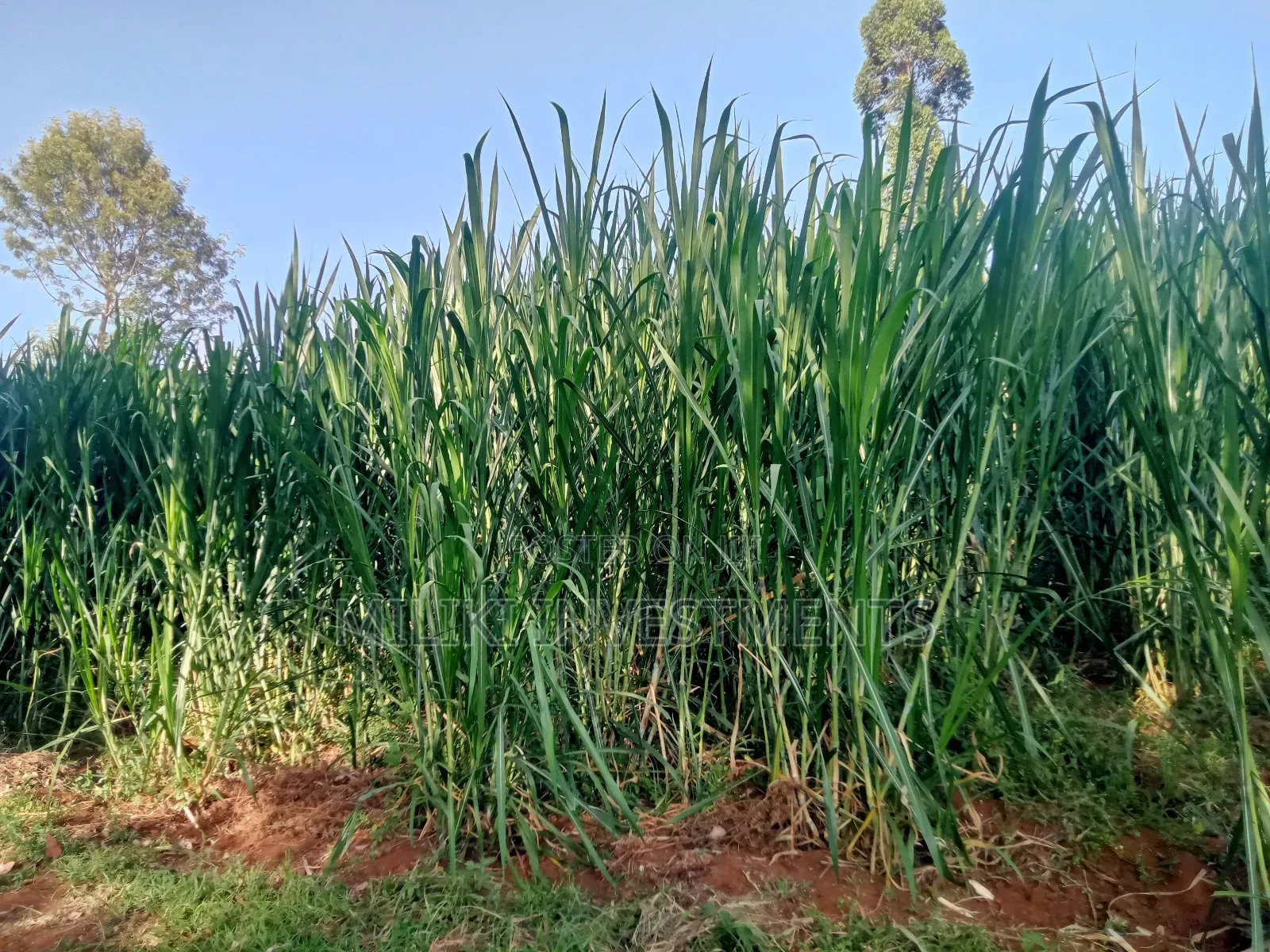 4.5 Acres Of Land On Sale At Karinga- Kangari in Kangari