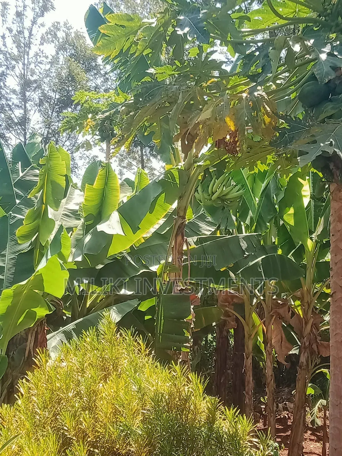 Acre of Land on Sale at Mukuyu in Mbiri