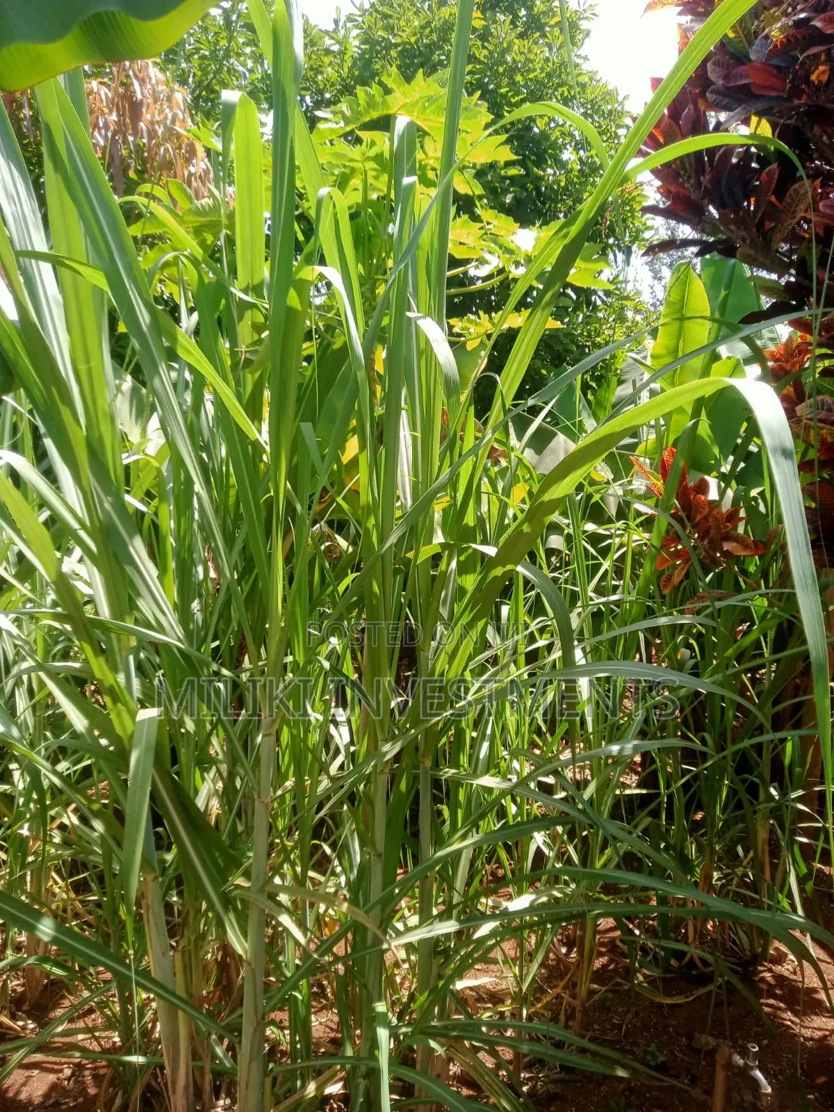 Acre of Land on Sale at Mukuyu in Mbiri