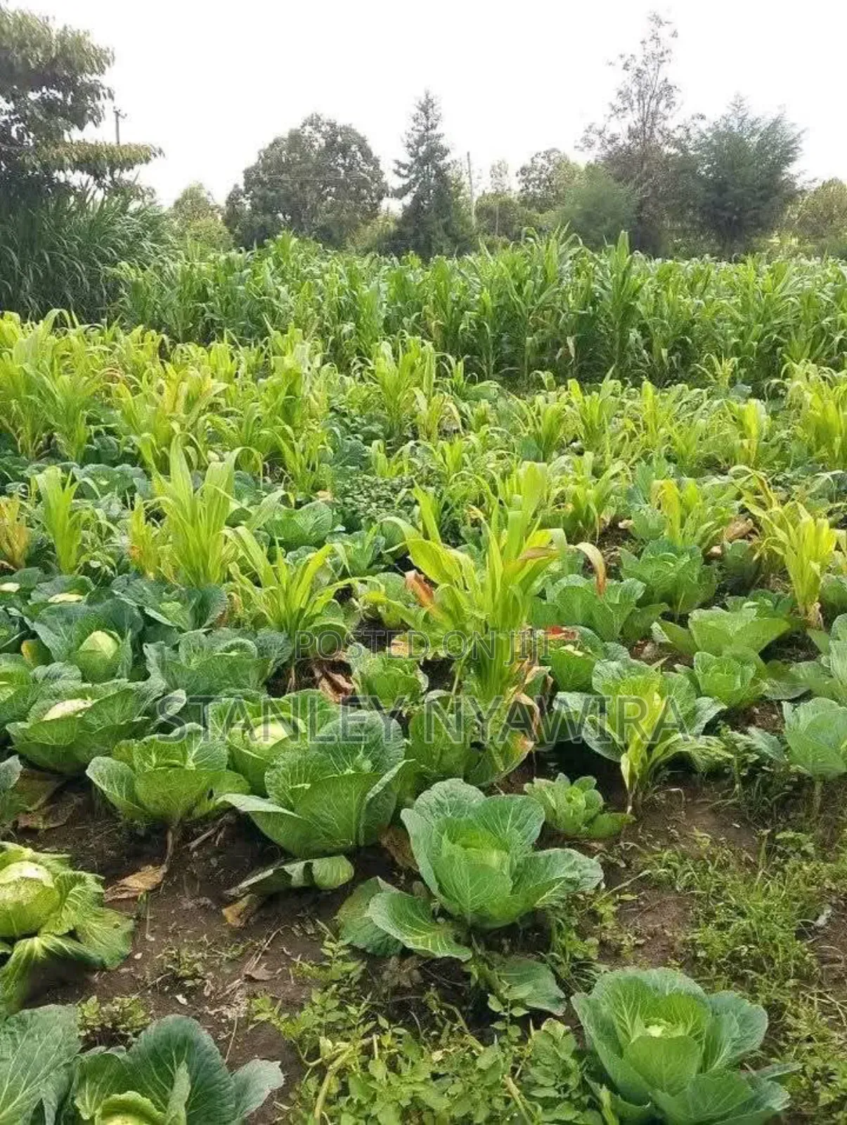 2 Acres Nanyuki for Farming in Laikipia East