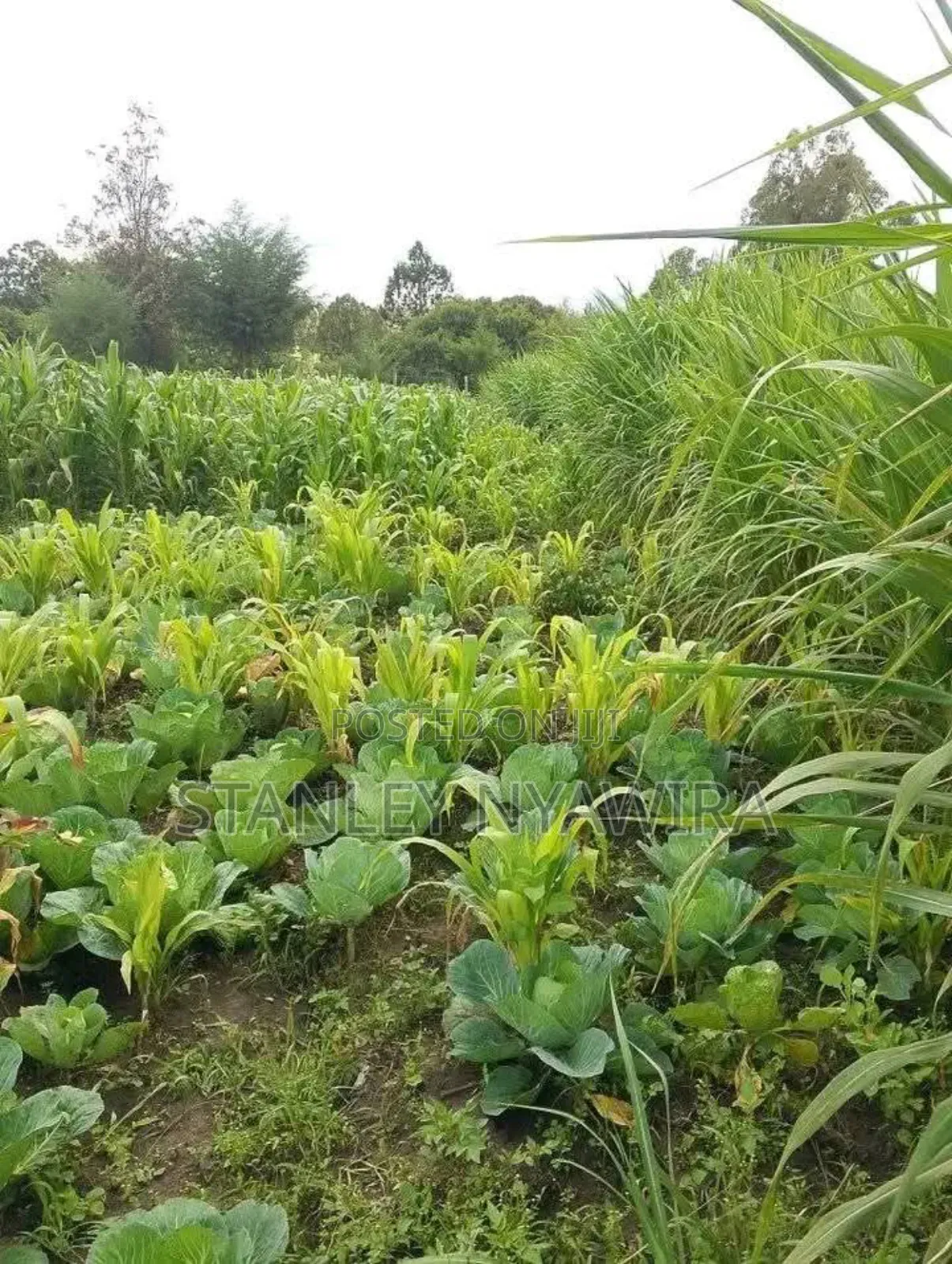 2 Acres Nanyuki for Farming in Laikipia East