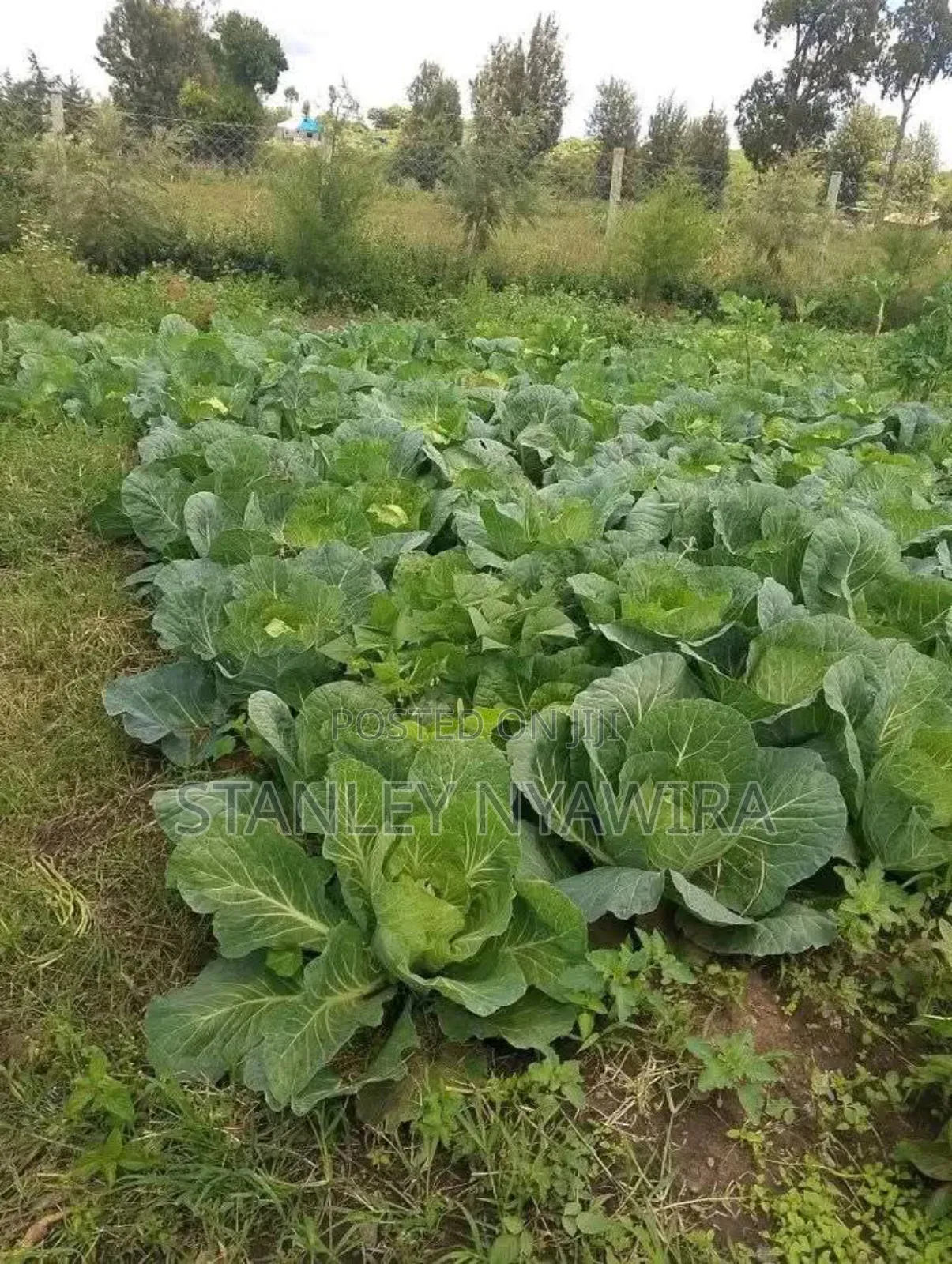 2 Acres Nanyuki for Farming in Laikipia East