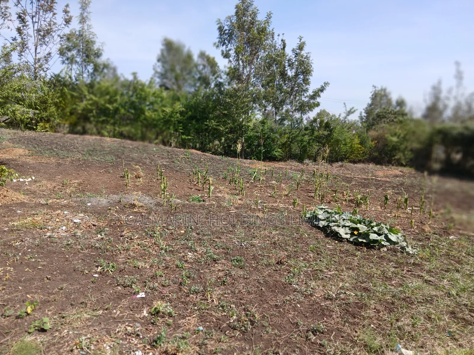 Quick Deal!! 1/8 Acre Plot in Kahuho, Rongai for Only Kes 2m in Rimpa