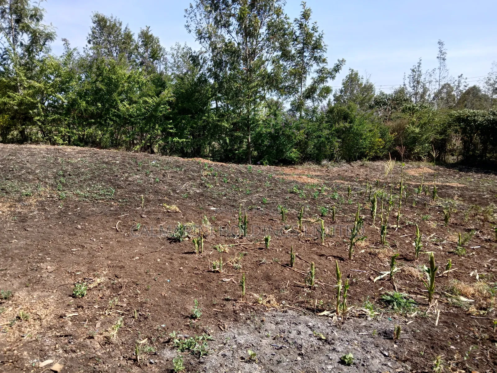 Quick Deal!! 1/8 Acre Plot in Kahuho, Rongai for Only Kes 2m in Rimpa