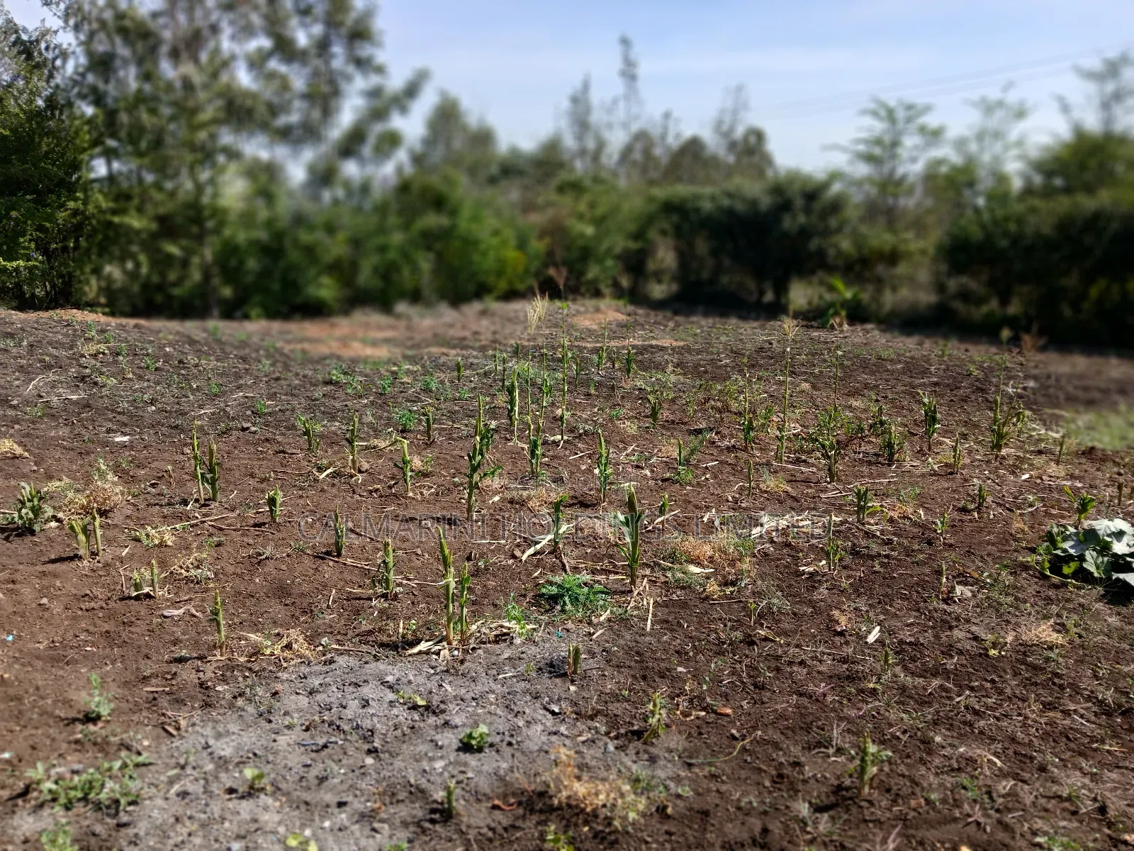 Quick Deal!! 1/8 Acre Plot in Kahuho, Rongai for Only Kes 2m in Rimpa