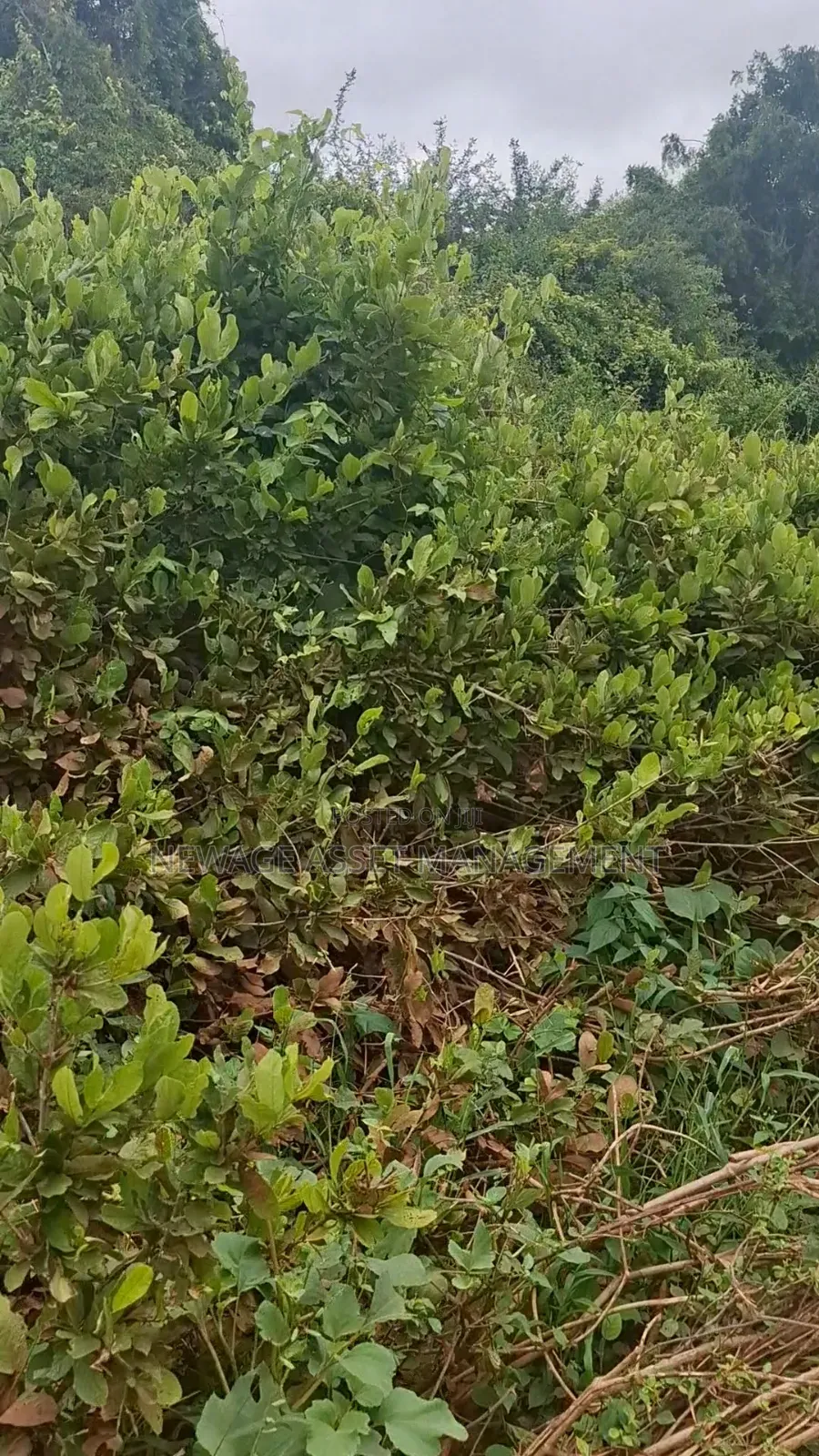 10 Acre Land for Sale in Machinery - Kambu. in Masongaleni