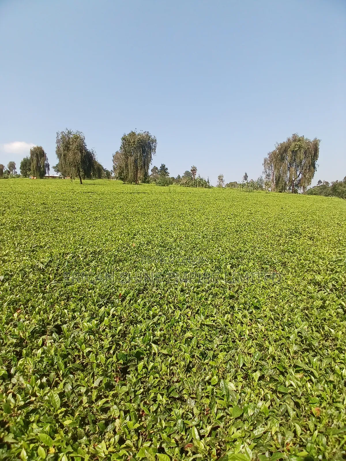 5 Acres for Sale in Nandi Hills in Nandi Hills