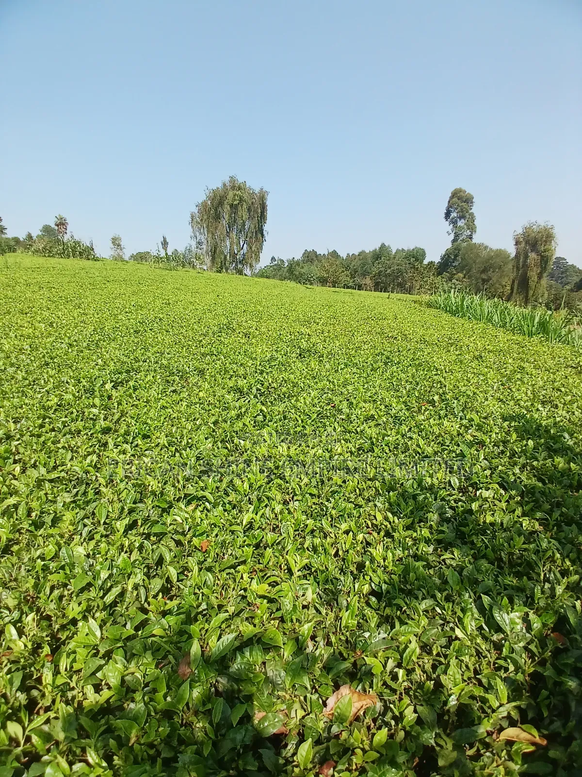 5 Acres for Sale in Nandi Hills in Nandi Hills