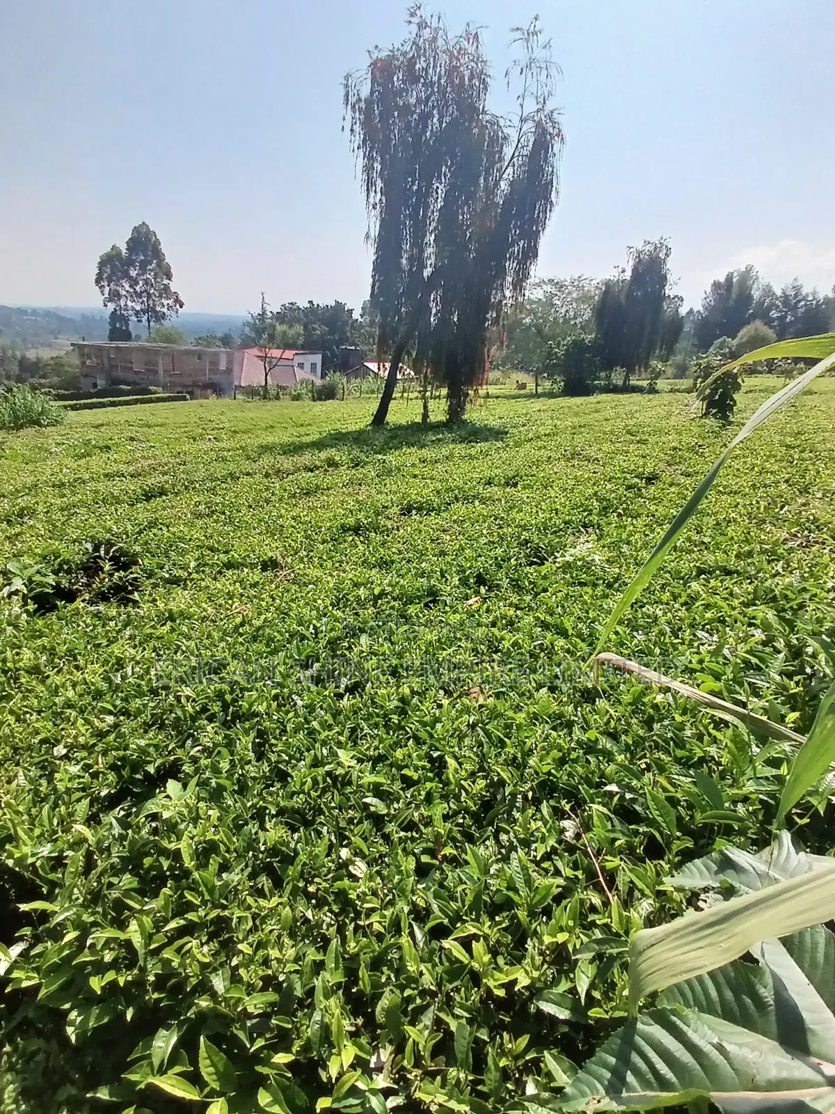 5 Acres for Sale in Nandi Hills in Nandi Hills