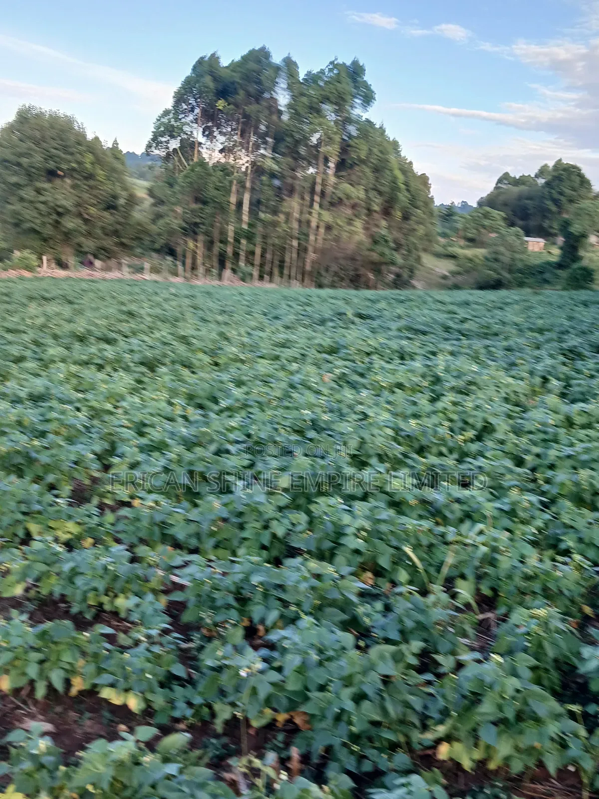 1.5acre Sale in Kapsabet in Kapsabet