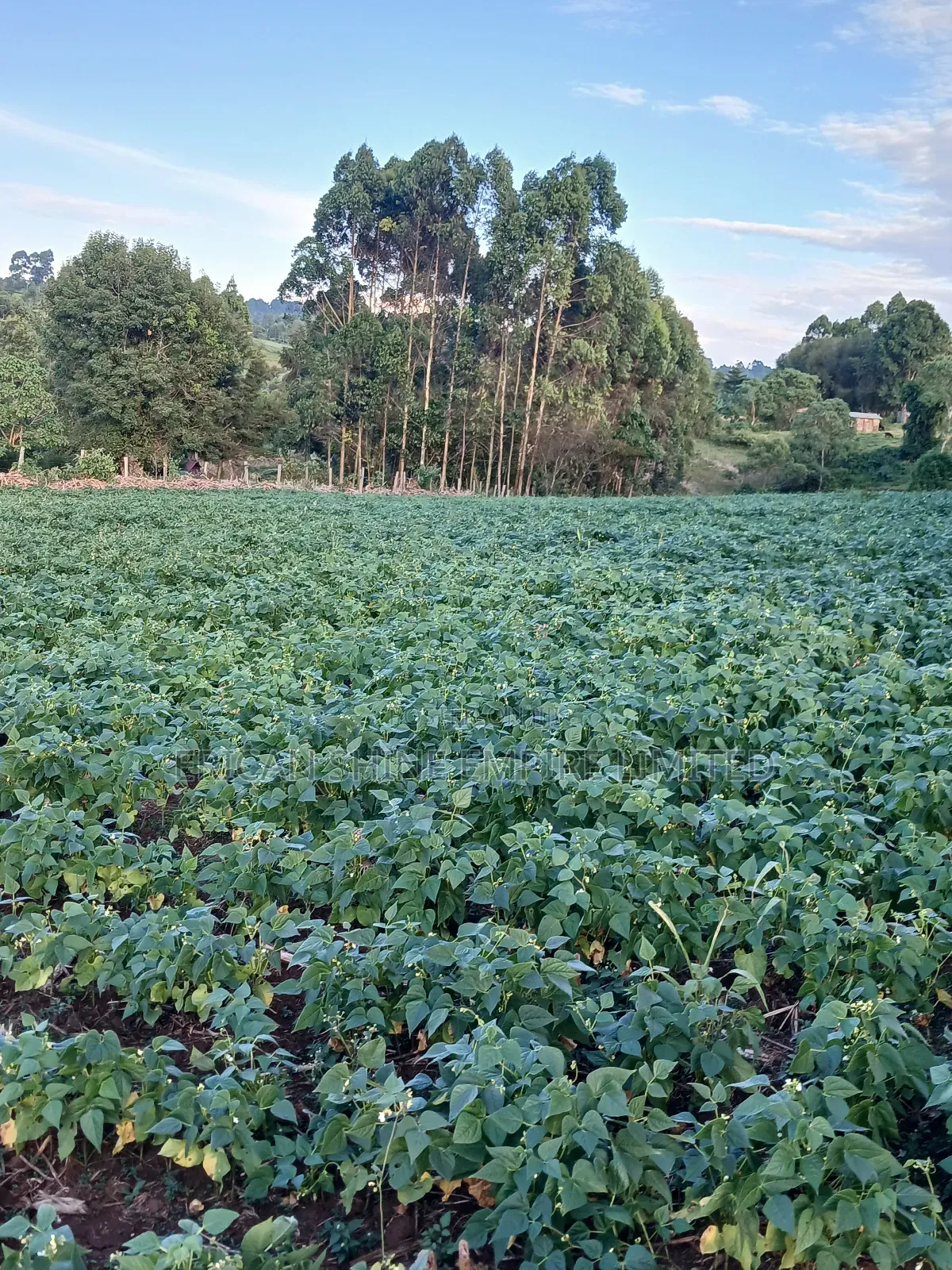 1.5acre Sale in Kapsabet in Kapsabet