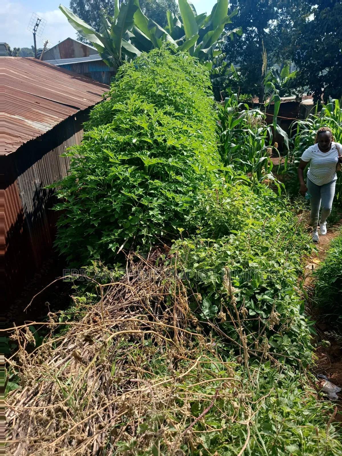 1/4 Land for Sale Wangige in Wangige