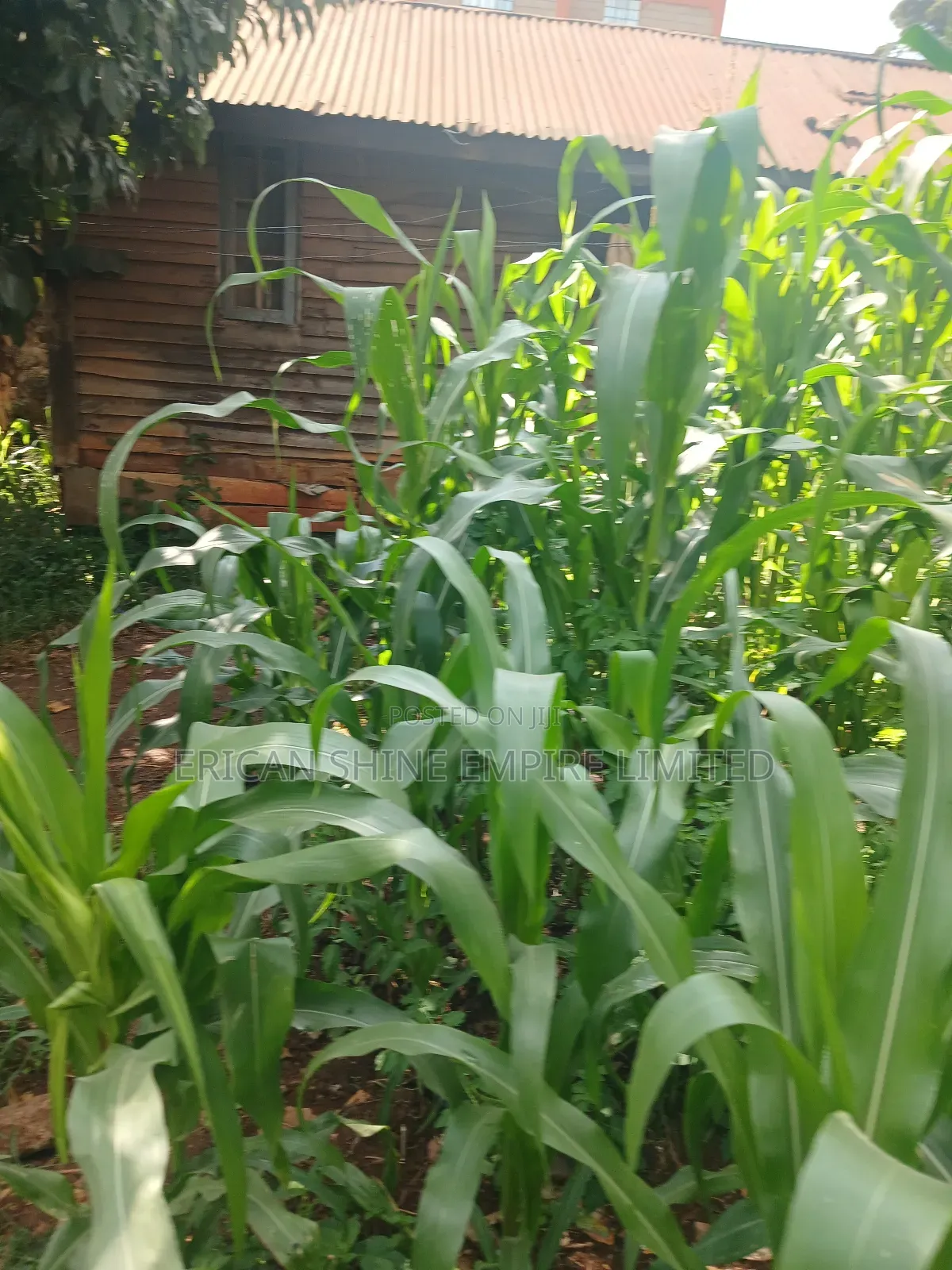 1/4 Land for Sale Wangige in Wangige